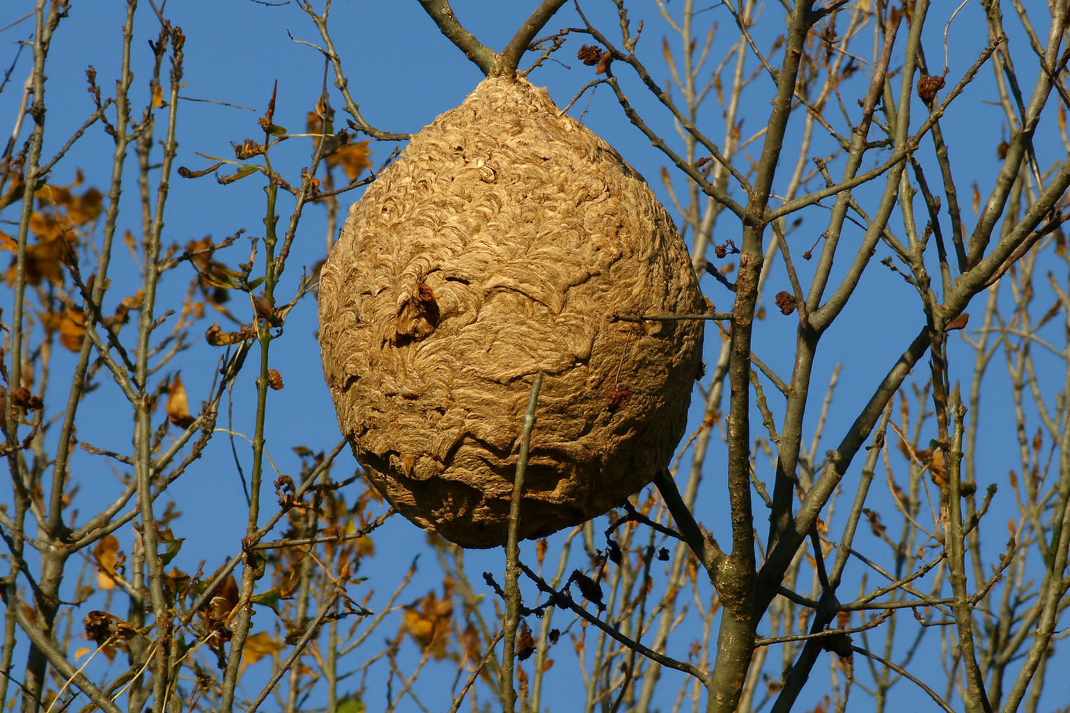 Sekundärnest der Asiatischen Hornisse hoch in einem Baum